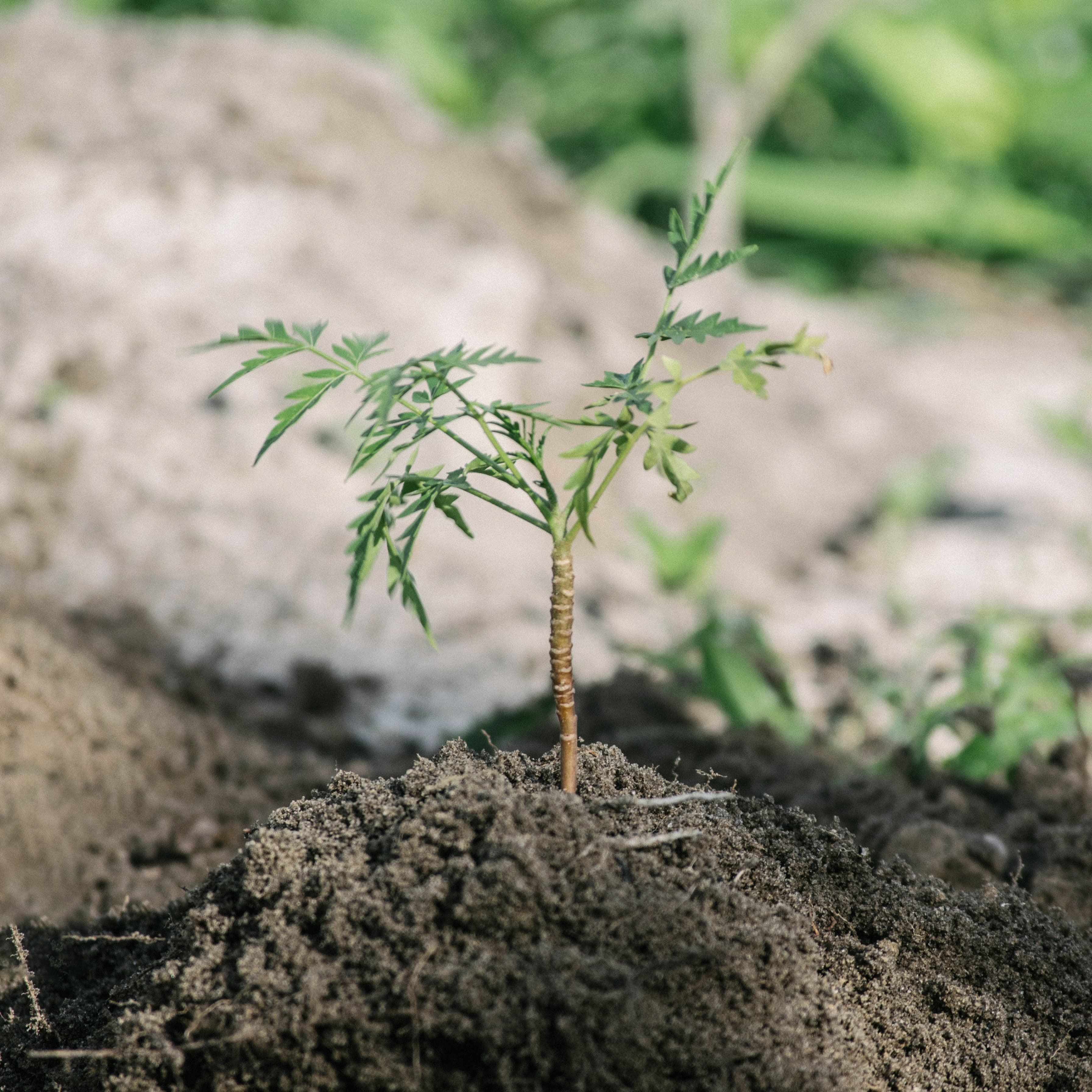 Wir pflanzen Bäume in Brasilien